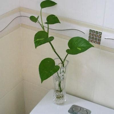 放在廁所的植物 9/26星座女